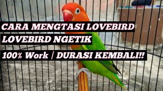 Download lagu CARA MENGEMBALIKAN DURASI LOVEBIRD HANYA NGETIK SAJA mp3 Download lagu CARA MENGEMBALIKAN DURASI LOVEBIRD HANYA NGETIK SAJA mp3