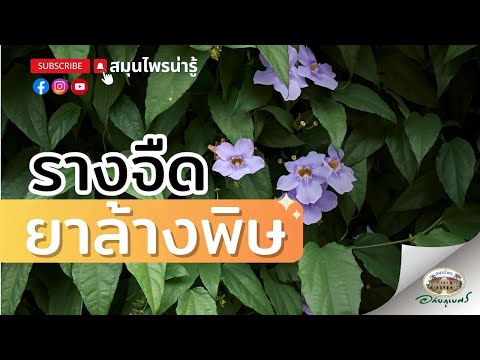 รางจืด สุดยอดสมุนไพร ล้างพิษ