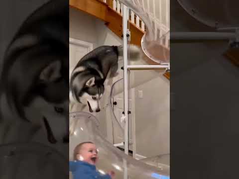 This Husky has zero fear