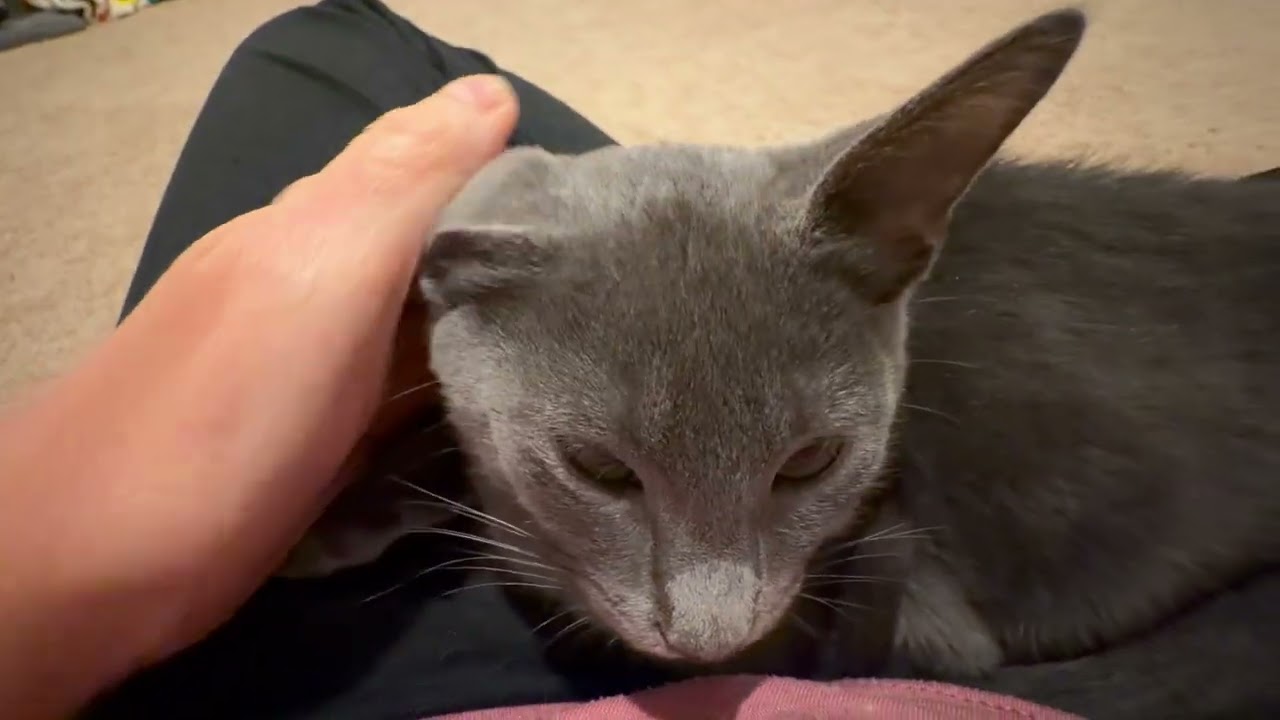 Jade, an adopted mixed breed in Hyattsville, MD video 6/6