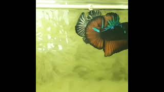 Download lagu story wa ikan cupang mp3