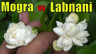 Mogra Jasmine vs Labnani Jasmine (Difference in Fl