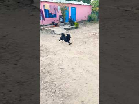#tuffy🐶#happiness 🏃💨running#dogs#shortvideo #subscribetomychannel