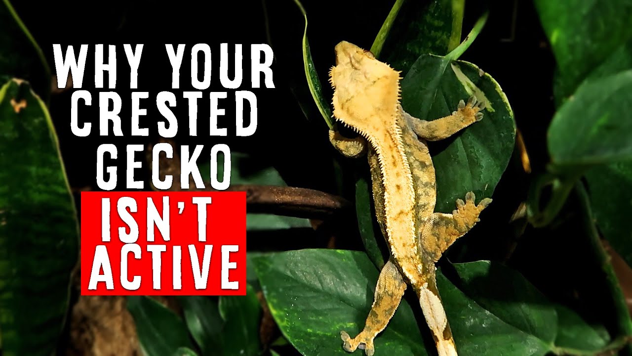 Watch video Why Your Crested Gecko Isn't Eating & Isn't Active | HOW TO FIX THIS Now Why Your Crested Gecko Isn't Eating & Isn't Active | HOW TO FIX THIS