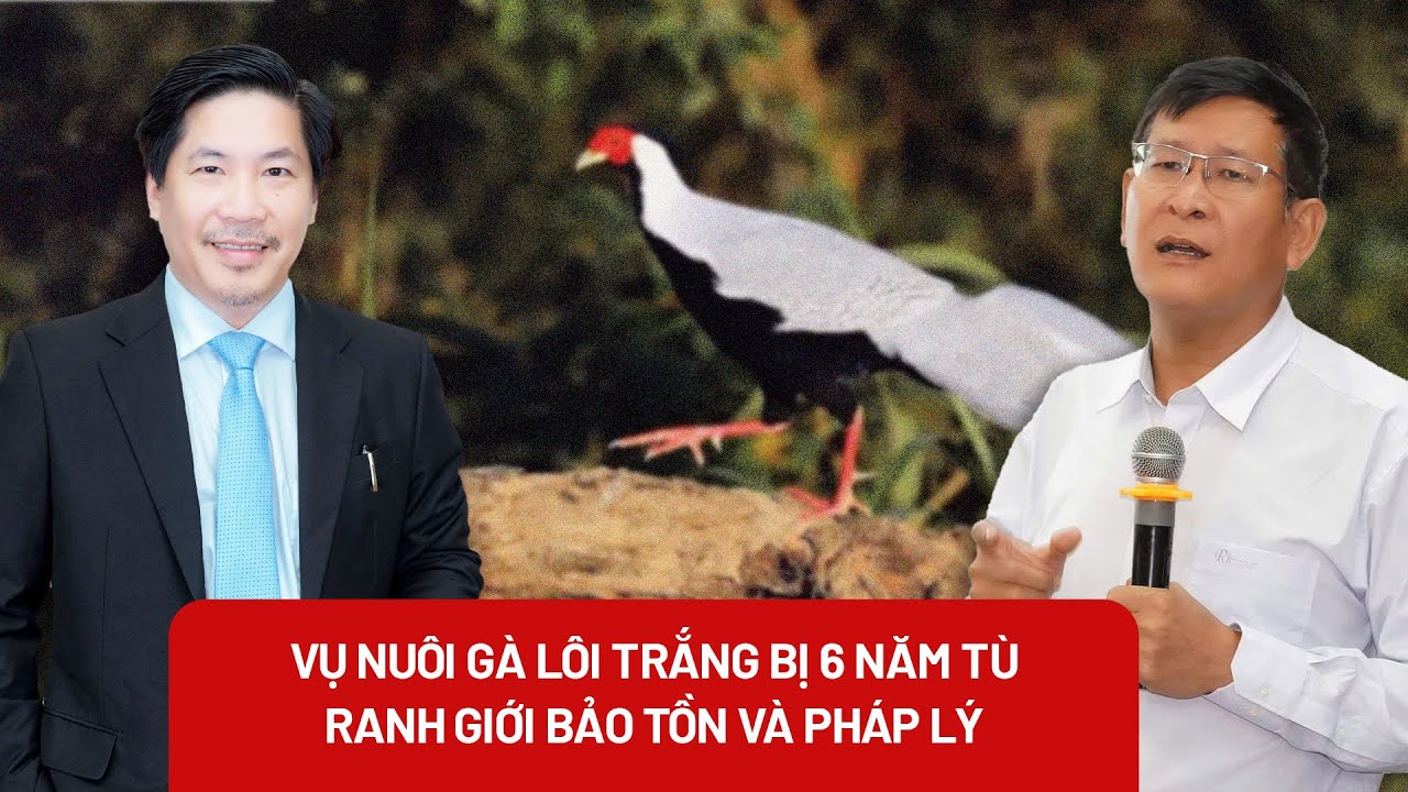Từ vụ gà lôi trắng và bản án 6 năm tù: Hiểu thế nào về nhân giống động vật hoang dã?