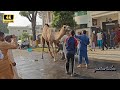 Camel Qurbani 2025 By Qasai Chacha