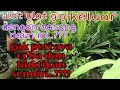 Yuk Caba Dan Buktikan Sendiri Dengan Batang Daun Ini Di Jamin Ulat Gigi Keluar Semua Part 2