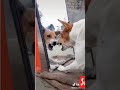 जब कुत्ते ने खुद को शीशे मे देखा Dog In Mirror Hil