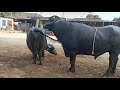 Very Hot Buffalo Meeting In A Village