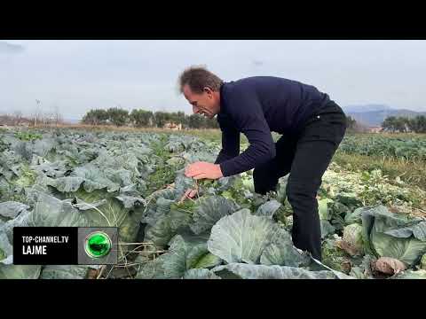 Top Channel/ Dashuria e pakufizuar për tokën, fermeri nga Lezha që vijon punën me bujqësinë