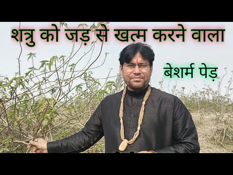 शत्रु का तुरन्त नाश करने वाला पेड़|| दुश्मन पागल हो जाएगा इस प्रयोग से||#धाम_सरकार_बालाजी_जोशीमठ#