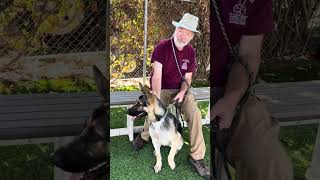 Video preview image #1 German Shepherd Dog Puppy For Sale in Pasadena, CA, USA