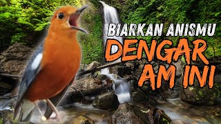Download lagu MACETAN PASTI NYAUT | ANIS MERAH GACOR INI 100% JITU UNTUK PANCINGAN ANIS MERAH MACET BIAR BUNYI |24 mp3 Download lagu MACETAN PASTI NYAUT | ANIS MERAH GACOR INI 100% JITU UNTUK PANCINGAN ANIS MERAH MACET BIAR BUNYI |24 mp3