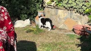 My funny cats Poppy and Lucio sunbathe in the garden