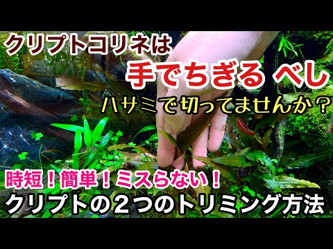 水草の植え方は？正しい選択をするために知っておくべきことすべて!  庭園