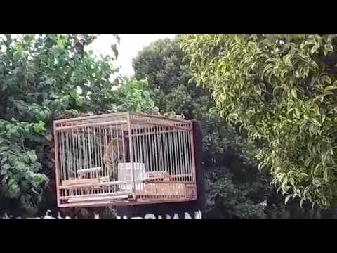 jilguero pitador "el forastero" (video de la temporada pasada)