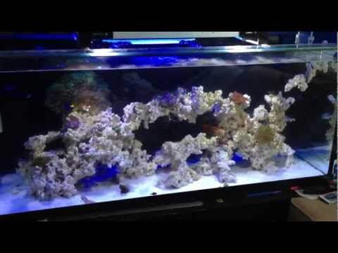 Reef Tank Update - Refugium Gone Wild!