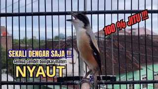 Download lagu cendet gacor AMPUH FULL MATERI,, PANCINGAN CENDET AGAR BUNYI bikin BURUNG PENTET GACOR RAJIN BUNYI mp3 Download lagu cendet gacor AMPUH FULL MATERI,, PANCINGAN CENDET AGAR BUNYI bikin BURUNG PENTET GACOR RAJIN BUNYI mp3