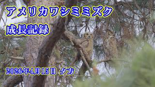 【4K HDR】アメリカワシミミズク成長記録  Great Horned Owl　2026/04/15 夕方 #losangeles  #ミミズク  #greathornedowl