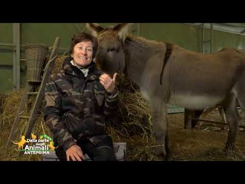 ELISA CHE HA LASCIATO IL LAVORO PER VIVERE CON GLI ASINI