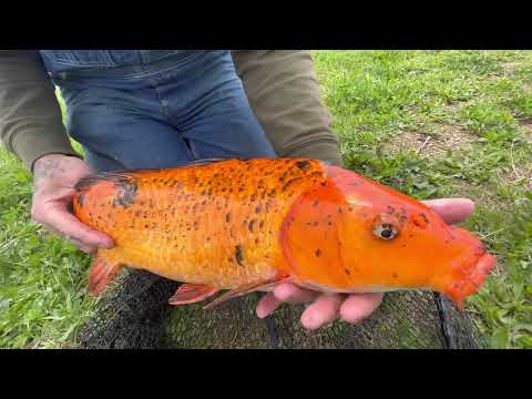 ZETTS PAYLAKE Mother’s Day Fishing Catfish And Carp TRIFECTA!!!