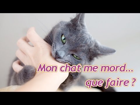 My cat bites me, what should I do?