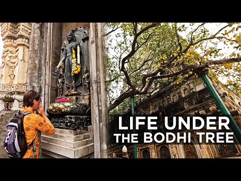 Peaceful Mornings at the MAHABODHI TEMPLE | Bodh Gaya, India