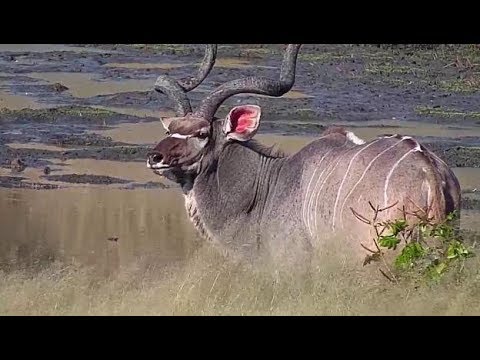 Djuma: Kudu bull - 16:01 - 04/14/19