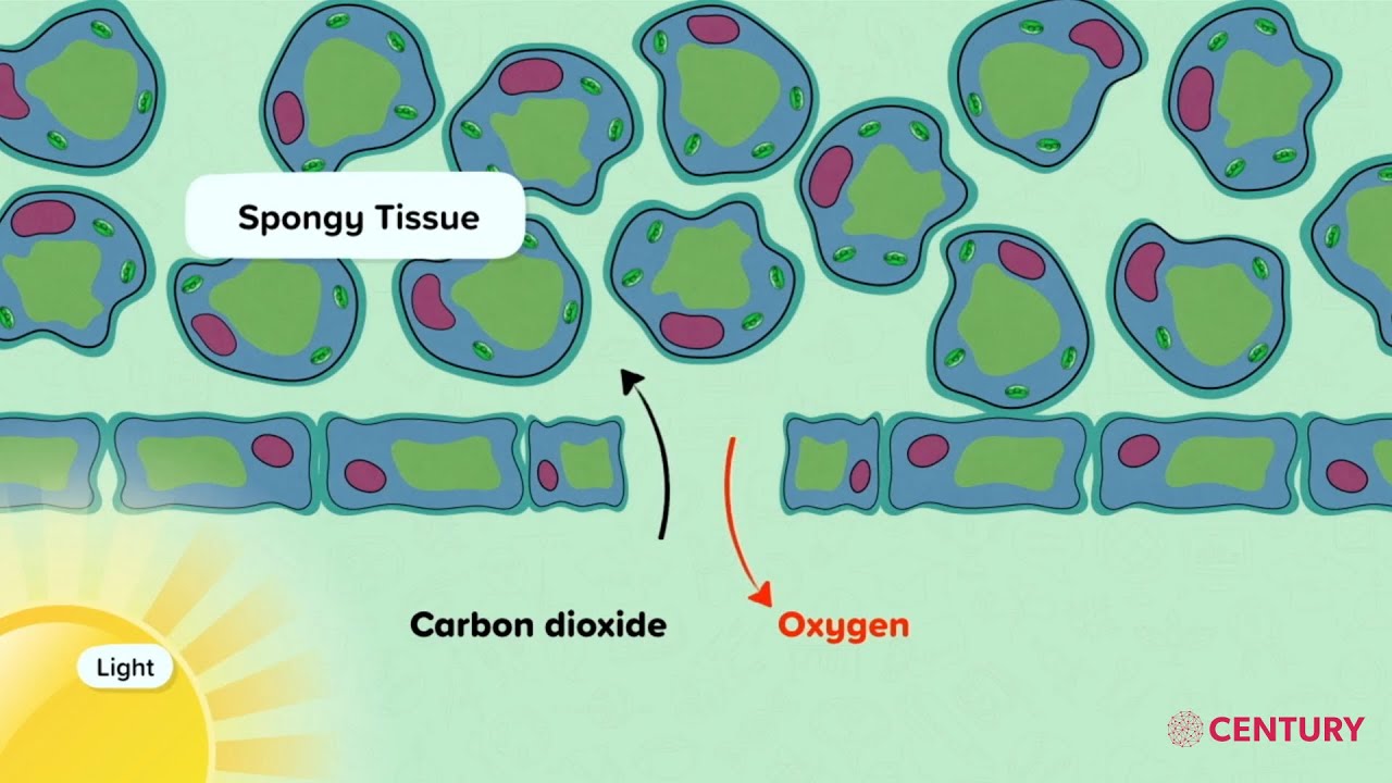 Gas Exchange in Plants | Biology | Secondary