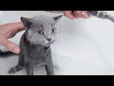 Cat take a shower first time. How to wash your cat