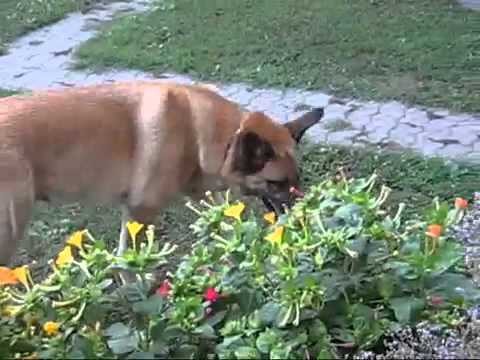 Egy Kiss Erzsi Zene - Riaria