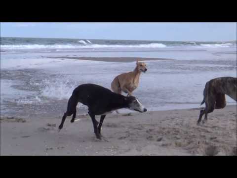 Galgo Race On The Beach