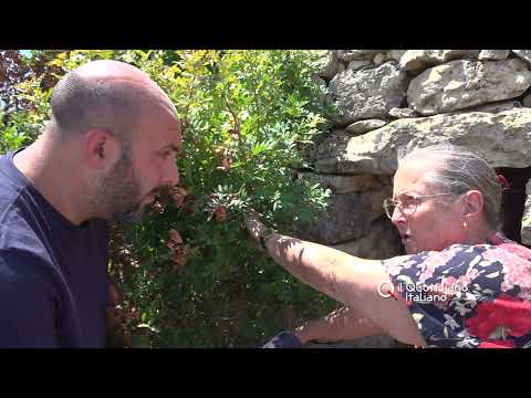 EXCLUSIVE - Mauro Romano's mother, 44 years after his kidnapping: "Is he dead? Tell me where to d...