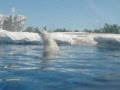 Lunch Time For Polar Bear At Detroit Zoo