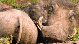 Download lagu The Smart Way Warthogs Keep Insects at Bay mp3