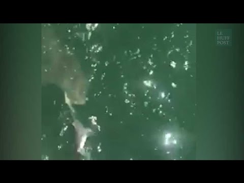 Il pense avoir pêché un requin... mais se le fait voler par un autre requin