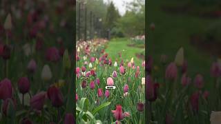 We Planted 4,000 TULIPS. See Them Bloom. #garden