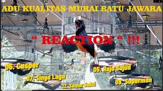 Download lagu ADU KUALITAS MURAI BATU JAWARA - REACTION mp3