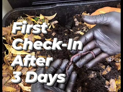 Day 3 Check-In of ANC Worms and Saying "Thank You"