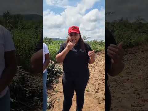 Secretaria de Agricultura de Colônia do Piauí recebe manivas e inicia distribuição para agricultores