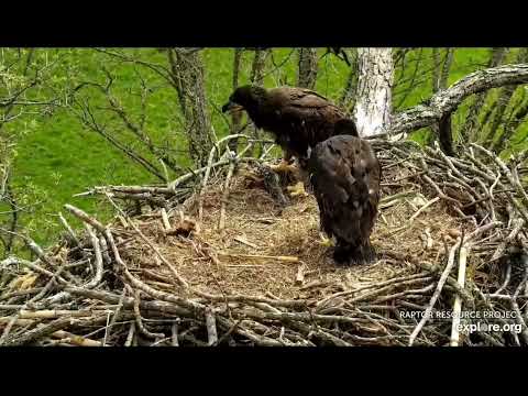 Decorah North Nest 5-16-22, 11:15 am What to do with a floppy fish