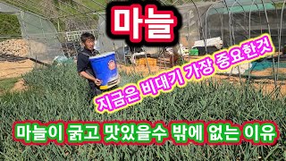 마늘이 크고 맛있을수밖에 없는 이유 마늘추비,중거름 웃거름