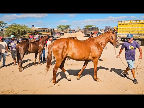 FEIRA DE CAVALO DE CACHOEIRINHA PE, QUINTA FEIRA, (11/12/25) #nordeste