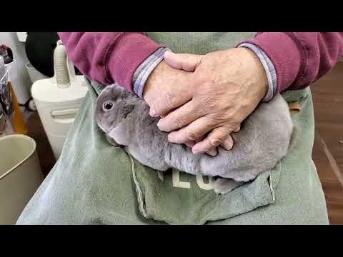 ミニレッキスウサギ