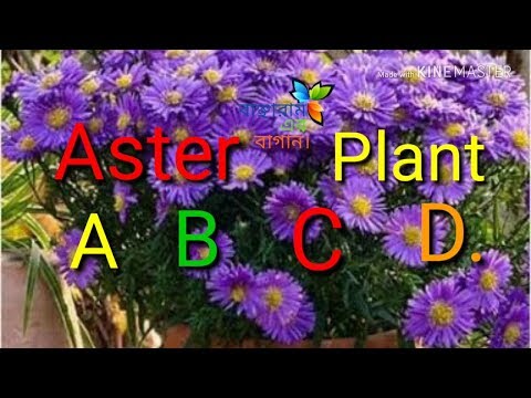 How to care aster plant_Aster A B C D.