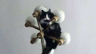 Cats Hanging From Random Objects 2014 Compilation [HD]