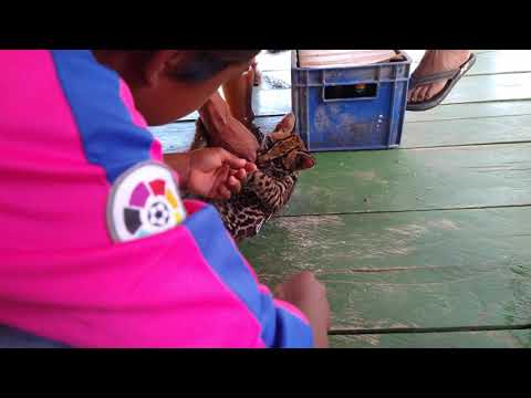Margay Cat Cuyuni River, Guyana.