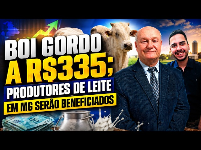 Boi Gordo a R$335; Produtores de leite em MG serão beneficiados.