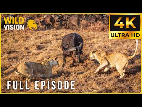 CROWN UNDER SIEGE - Alpha Beasts in Brutal Contest (Full Episode) | Nature Animal Documentary