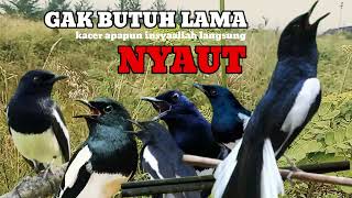 Download lagu kacer gacor NGEPLONG tarung ini paling ampuh buat PANCINGAN KACER agar EMOSI mp3 Download lagu kacer gacor NGEPLONG tarung ini paling ampuh buat PANCINGAN KACER agar EMOSI mp3